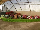 Výstava květin Čimelice 2007